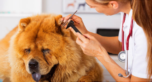 Understanding Different Types of Vets and Their Services
